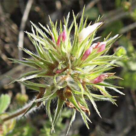 Trebol estrellado en flor (Trifolium stellatum)
