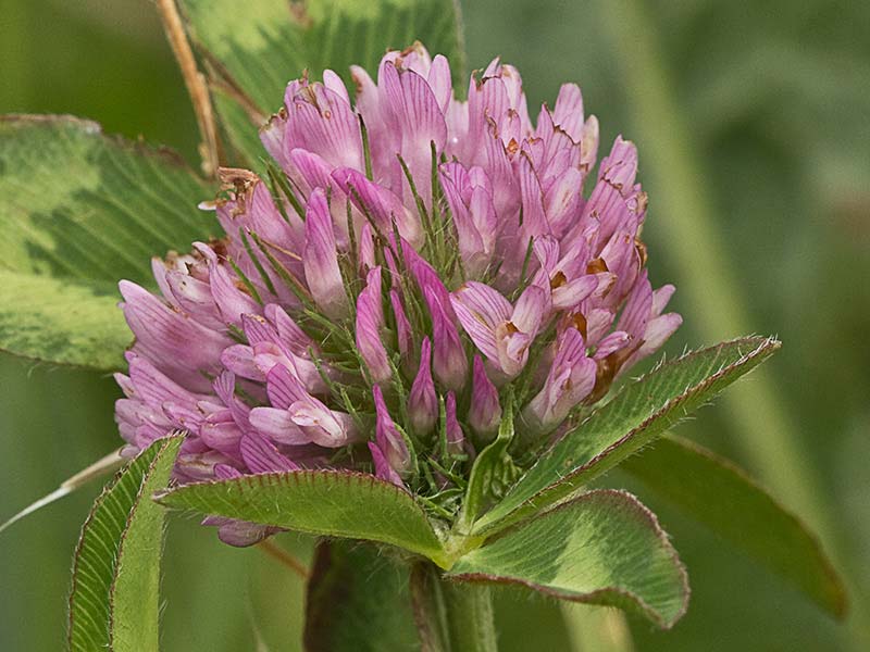 Trébol rojo o trébol violeta (Trifolium pratense)