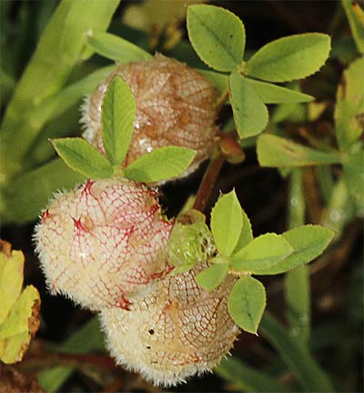 Trébol algodonoso (Trifolium tomentosum)
