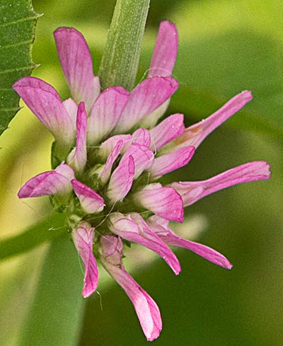 Trébol algodonoso inflorescencia (Trifolium tomentosum)
