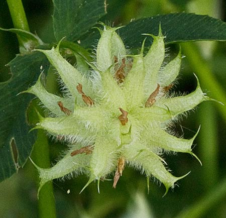 Globo de la Siempreviva (Trifolium tomentosum)