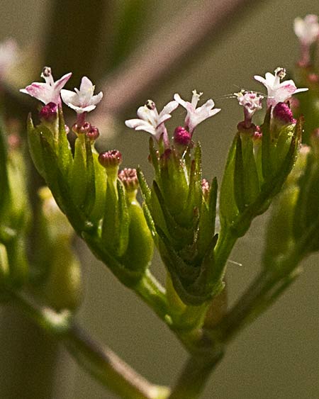 Inflorescencias de la valeriana española (Centranthus calcitrapae)