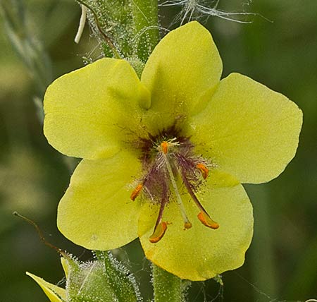 Flor del Verbasco (Verbascum virgatum)