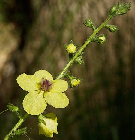 Flor del Verbasco (Verbascum virgatum)