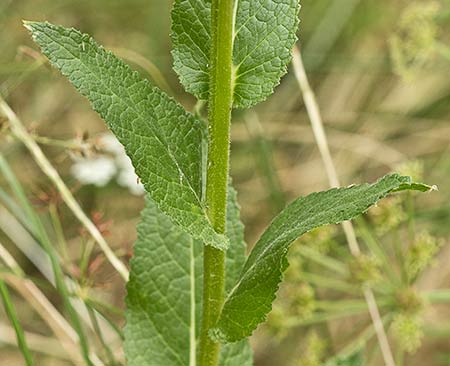 Verbascum virgatum (Tallo del Verbasco)