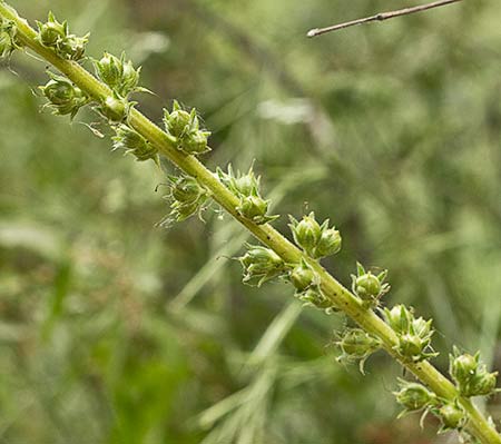 Verbascum virgatum ( Verbasco)