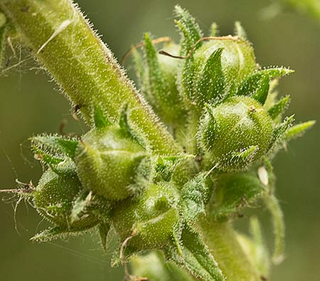 Verbascum virgatum (Verbasco)