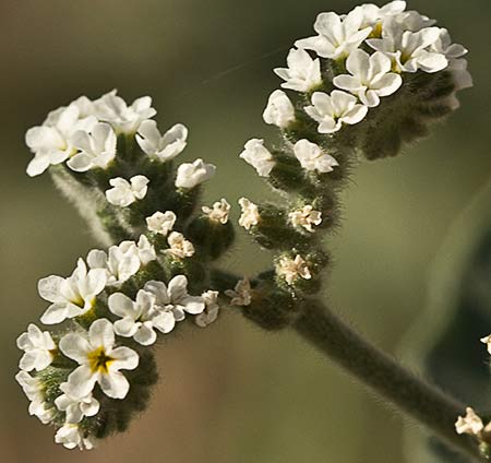 Flor de verrucaria (Heliotropium europaeum)