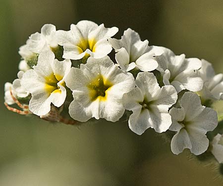 Flores de la verrucaria (Heliotropium europaeum)