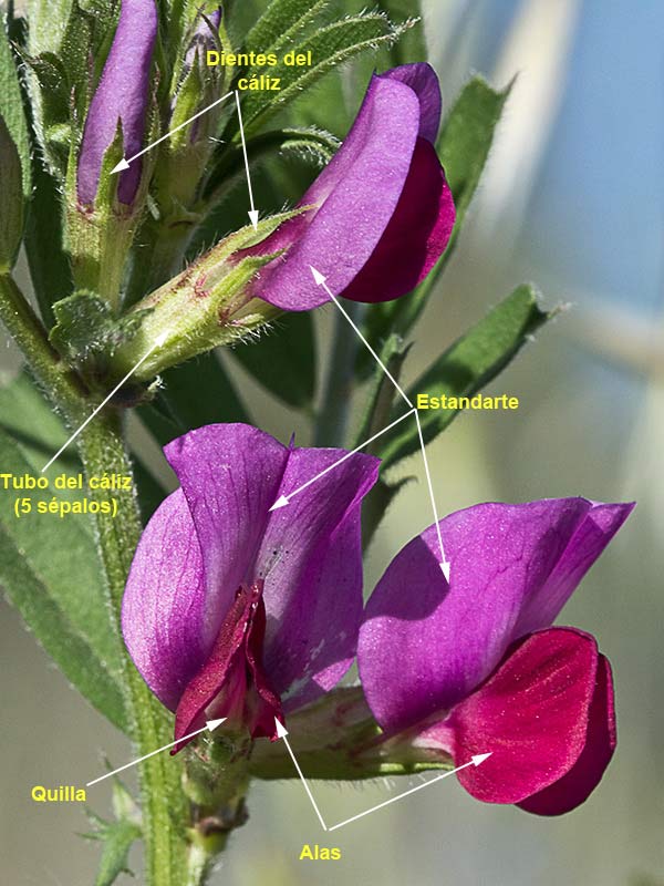 Partes y estructura de la Flor de la veza (Vicia sativa)