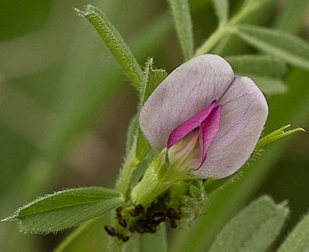 Flor de la veza (Vicia sativa)