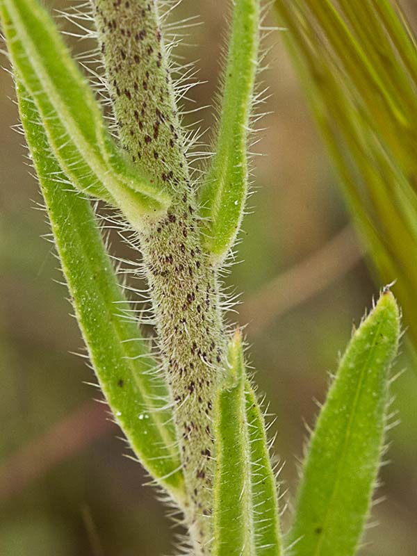 Viborera (Echium plantagineum)
