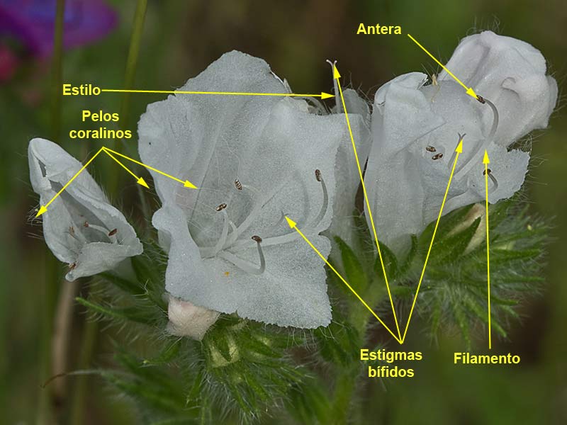 Estructura y partes de la flor de la Viborera blanca (Echium plantagineum) 