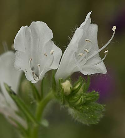 Viborera blanca (Echium plantagineum) 