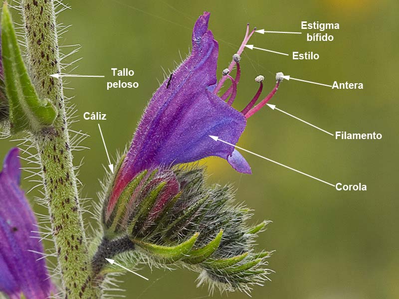 Estructura y partes de la inflorescencia de la Viborera (Echium plantagineum)