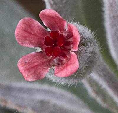 (Cynoglossum cheirifolium) Flor de la Oreja de liebre