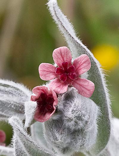 (Cynoglossum cheirifolium) Cinoglosa