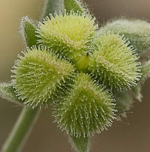 Fruto de viniebla blanca (Cynoglossum cheirifolium)