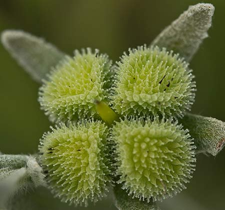Cynoglossum cheirifolium, Viniebla