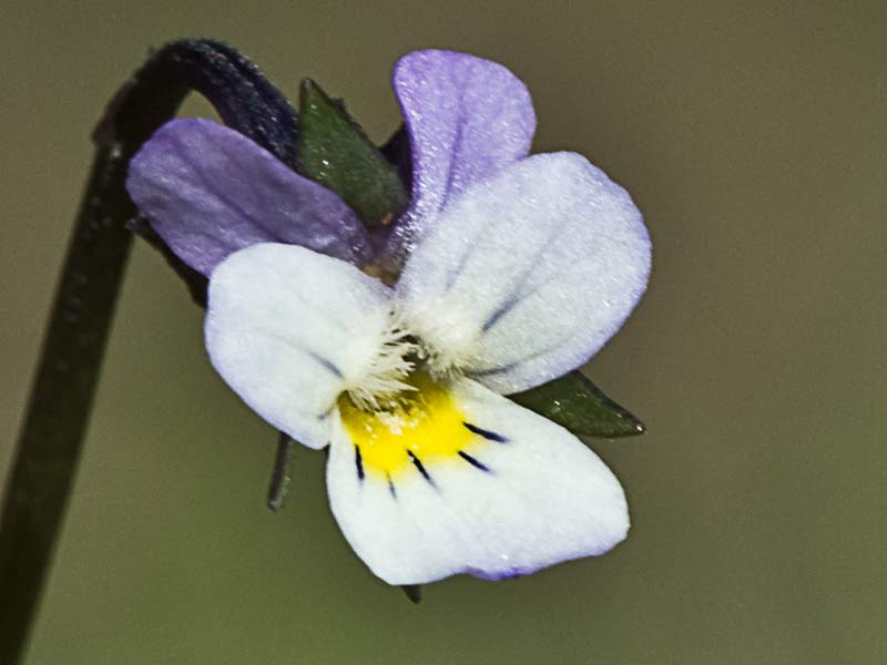 Violeta enana (Viola kitaibeliana)