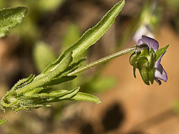 Viola de monte (Viola riviniana)