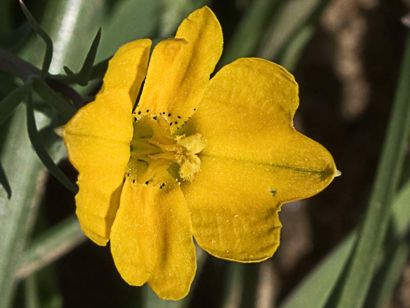 Flor de la zapatilla (Hypecoum pendulum)