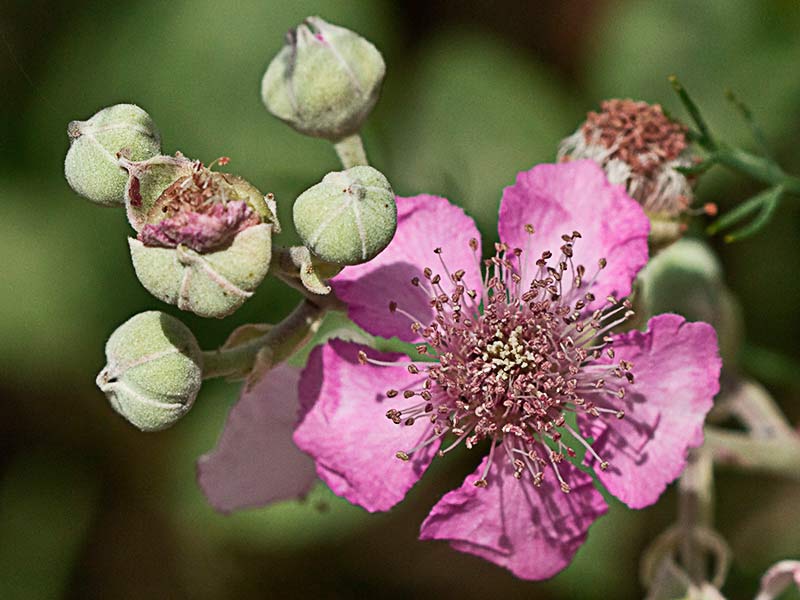 Flor pentalobulada de zarzamora (Rubus ulmifolius)