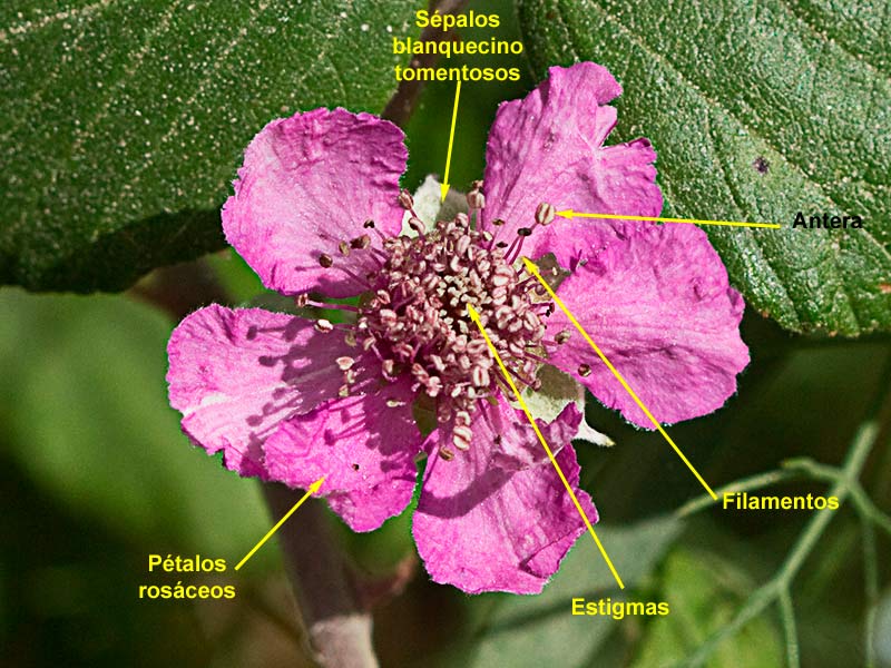 Partes de la Flor de la zarzamora (Rubus ulmifolius)