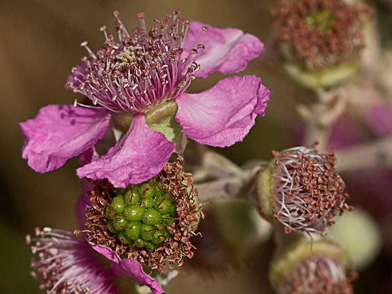 Tres fases de la Flor de zarzamora (Rubus ulmifolius)