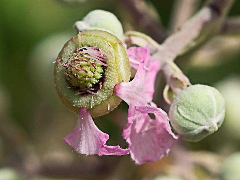Flor de zarzamora despojada de sus pétalos (Rubus ulmifolius)