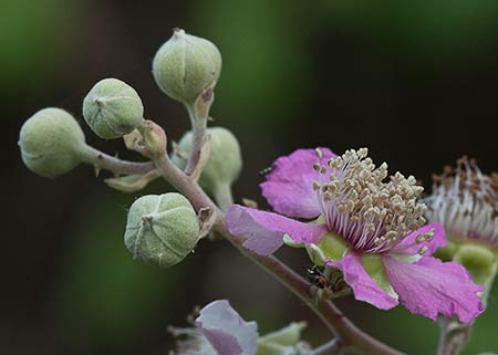 Flores de zarzamora (Rubus ulmifolius)