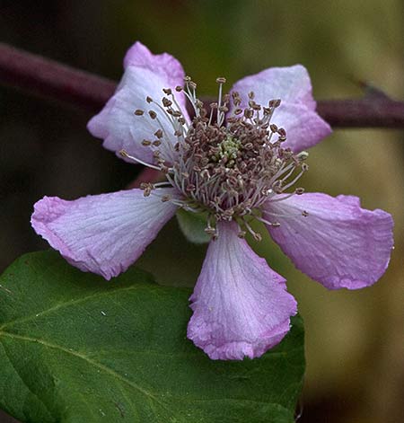 El rosa pálido de la flor de la zarzamora (Rubus ulmifolius)