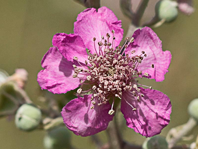 Flor de zarzamora (Rubus ulmifolius)
