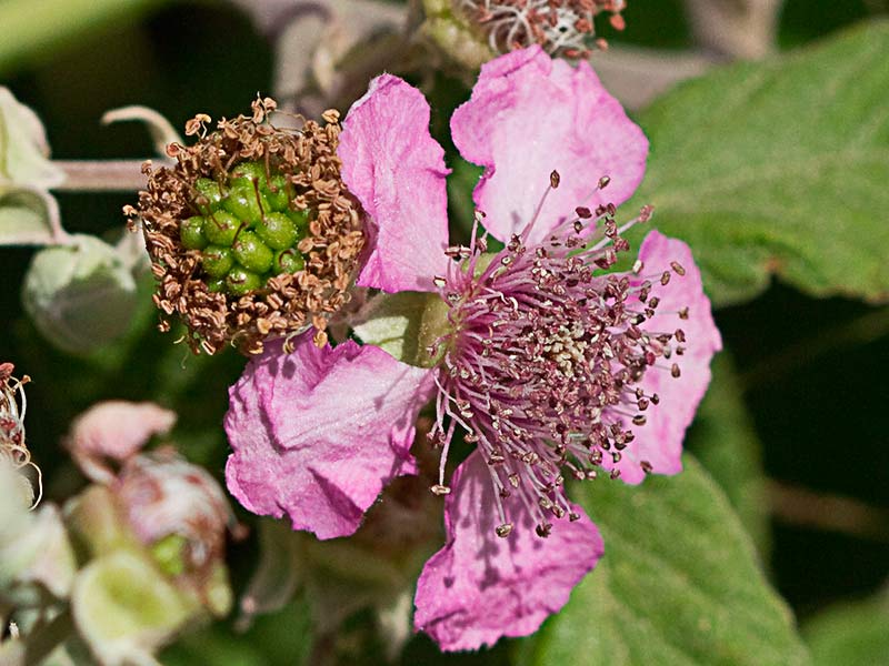 Flor y drupa de la de zarzamora (Rubus ulmifolius)