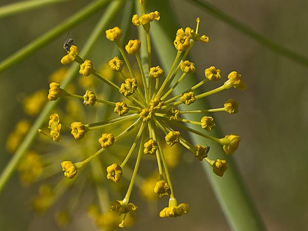 Umbrella de Zumillo en flor(Thapsia villosa)