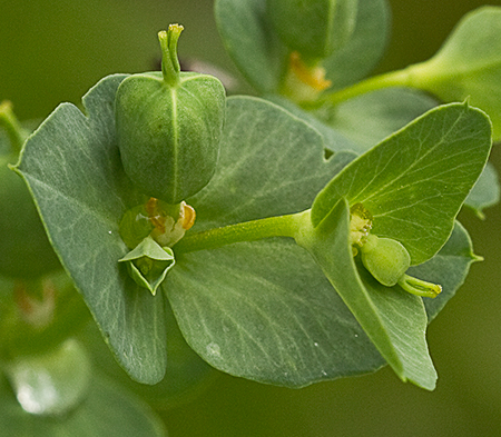 Lechetrezna girasol (Euphorbia helioscopia)