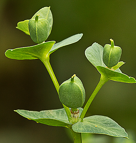 Lecherula, tornagallos (Euphorbia helioscopia)