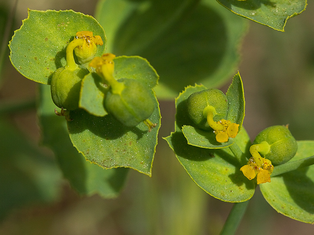 Euphorbia serrata, Lechetrezna