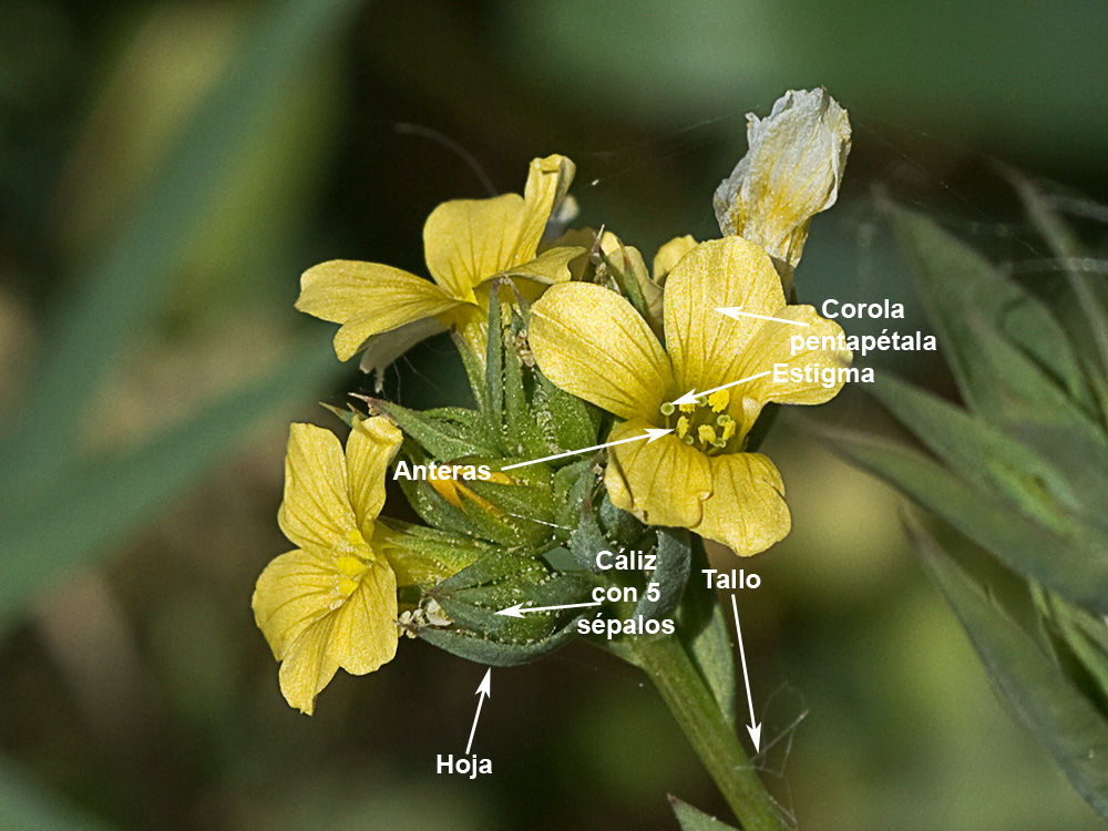 Descripción de las partes de la flor del Linillo (Linum strictum)