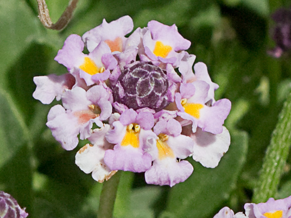 Inflorescencia de la Lipia (Lippia nodiflora, Lippia repens)m)