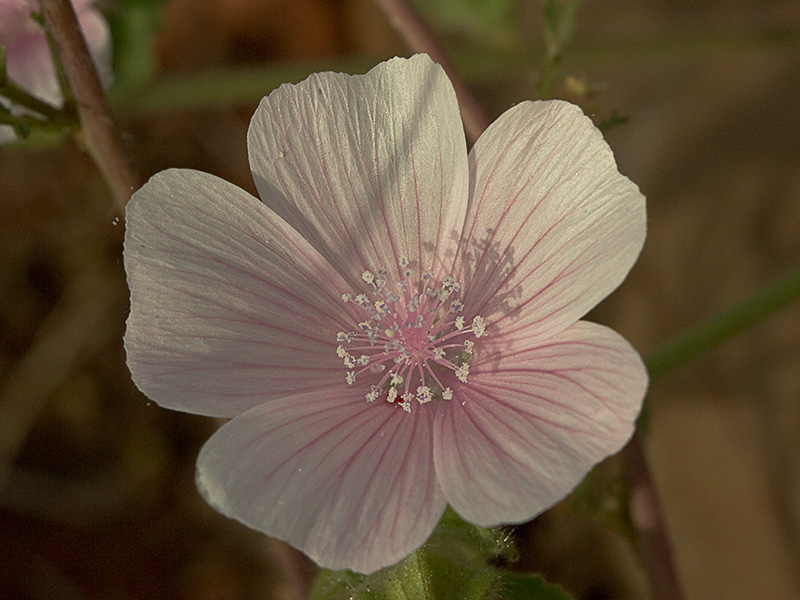 Flor de malva hispánica