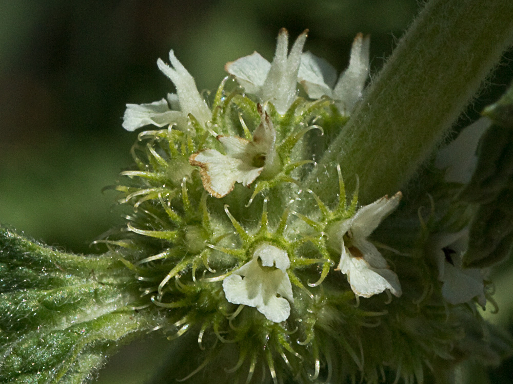 El marrubio (Marrubium vulgare)