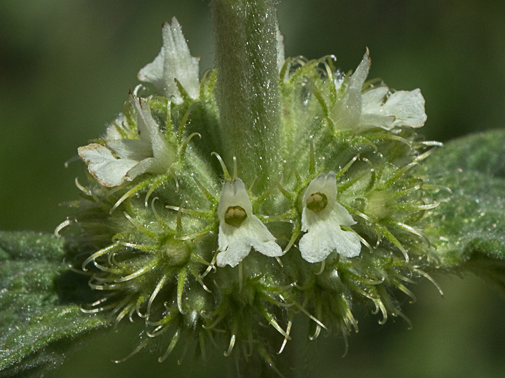 El marrubio (Marrubium vulgare)