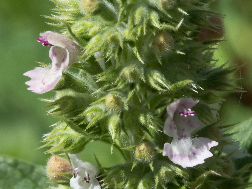 Verticilastro de la  Menta gatuna (Nepeta cataria)