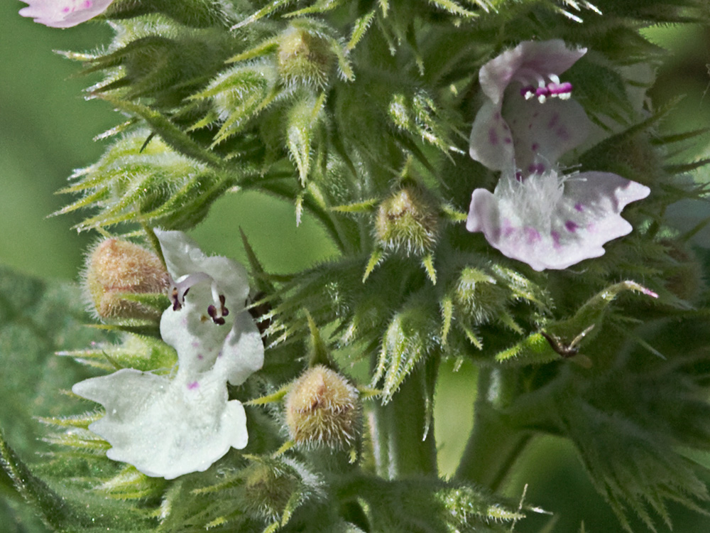 Flor de la  Menta gatuna (Nepeta cataria)