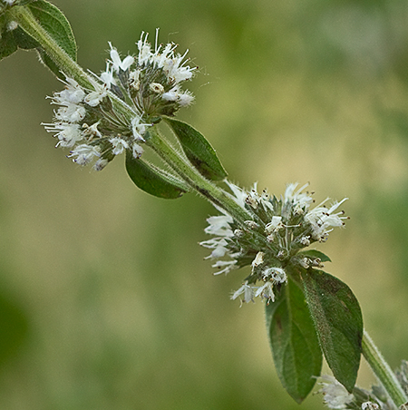 Flora de Malpica de Tajo, Menta poleo (Mentha pulegium) Flora de Malpica de Tajo, Menta poleo (Mentha pulegium)