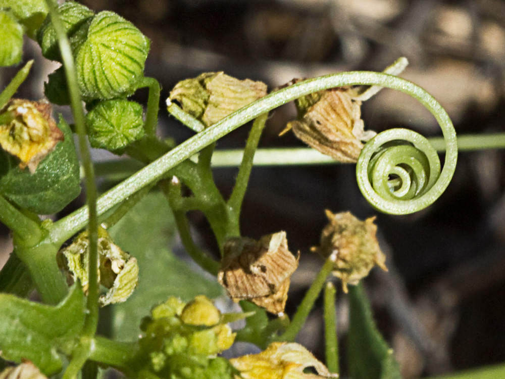Zarzillo enrollado en forma de espiral de la Nueza (Bryonia dioica)