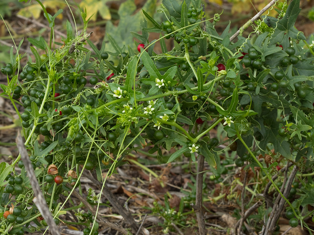 Nueza (Bryonia dioica)