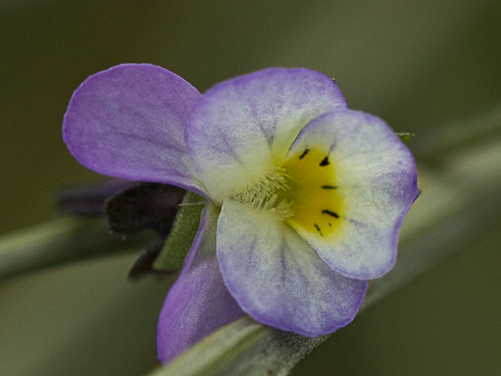 Pensamiento silvestre. Viola arvensis