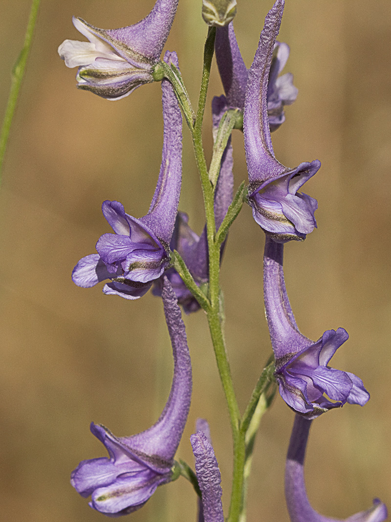 Flores de los piecicos azules (Delphinium halteratum)